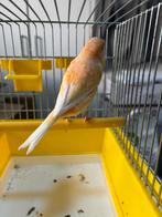 Oranje pop 2025 (9), Dieren en Toebehoren, Vogels | Kanaries, Vrouwelijk, Kleurkanarie