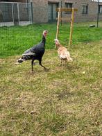kalkoenen ronquiere , koppel kalkoen, Meerdere dieren, Kalkoen