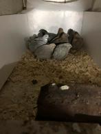 Chinese dwergkwartel