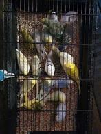 Jonge Grasparkieten (Nieuwe Openingstijden) Winkel & Webshop, Dieren en Toebehoren, Vogels | Parkieten en Papegaaien