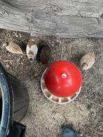 Japanse kwartels 1 haan 7 hennen, Dieren en Toebehoren, Vogels | Overige Vogels