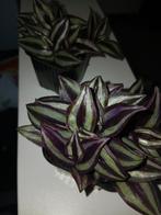 tradescantia Zebrina, Ophalen