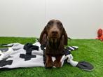 Standaard Teckel pup, Dieren en Toebehoren, Honden | Teckels en Dashonden, België, Standaard, 8 tot 15 weken, Korthaar