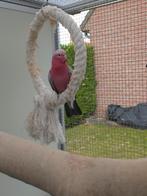 Koppel rosé kaketoes, Dieren en Toebehoren