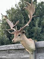 Damhert kop met grote geweien, Ophalen of Verzenden