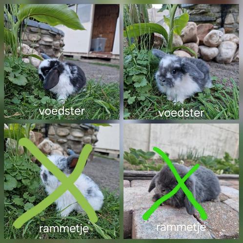 3 NDH konijntjes ( raszuiver), Dieren en Toebehoren, Konijnen, Dwerg, Meerdere dieren, 0 tot 2 jaar, Hangoor