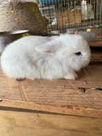 Witte minilopjes met blauwe oogjes, Dieren en Toebehoren, Meerdere dieren, Overige typen, Tam, Oktober