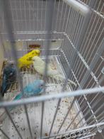 Leuke grasparkieten, Plusieurs animaux, Perruche