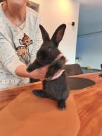 Vlamese Reus, Dieren en Toebehoren
