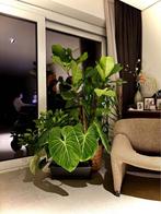 Big matured philodendron gloriosum, Huis en Inrichting, Kamerplanten, Ophalen, Overige soorten, Halfschaduw, In pot