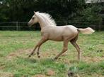 Leuk BRP veulen met stamboek voor de sport, Niet van toepassing, Springpony, 0 tot 2 jaar, Hengst