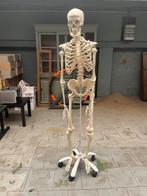 Anatomisch skelet, Diversen, Ophalen, Zo goed als nieuw