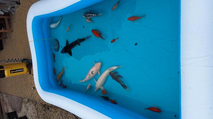 Vissen ,steur donker 80 cm steur wit 70 cm ,de koi zijn +-50, Dieren en Toebehoren, Vissen | Aquariumvissen