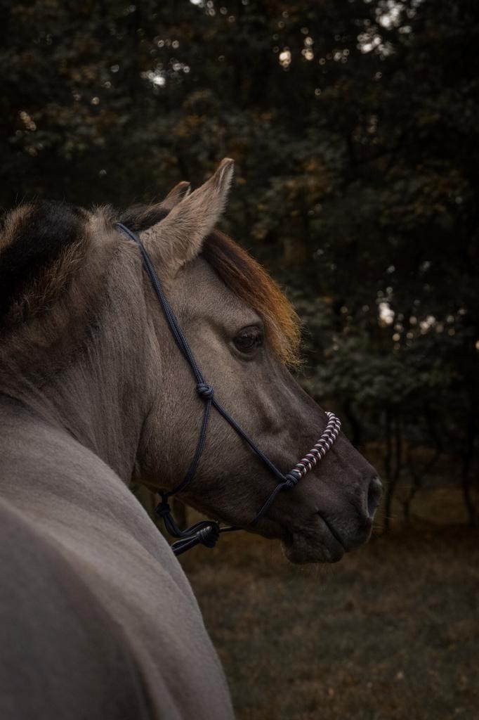 Bijrijder/verzorger gezocht, Dieren en Toebehoren, Stalling en Weidegang