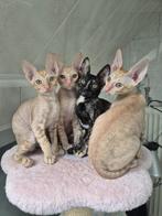 Cornish Rex kittens, Dieren en Toebehoren, Katten en Kittens | Raskatten | Korthaar, Kater, Gechipt, 0 tot 2 jaar