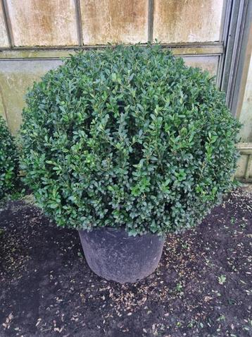 Boule de luxe Ilex crenata, Enlèvement ou Envoi, Arbuste