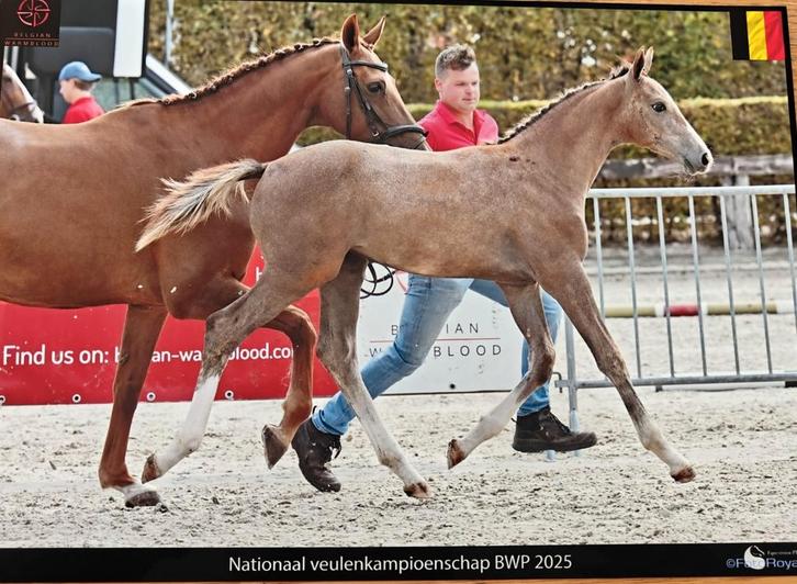 Springpaard merrie veulen, Dieren en Toebehoren, Paarden, Merrie, Springpaard