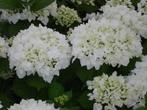 Hortensia's 25/35 cm, Tuin en Terras, Ophalen