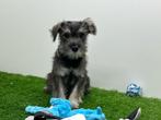 Dwergschnauzer pups, België, Overige rassen, 8 tot 15 weken, CDV (hondenziekte)