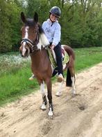 Halve stal, Dieren en Toebehoren, Pony's