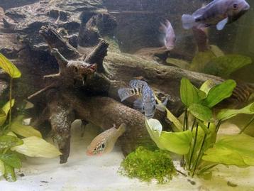 Aquarium met kast en vissen  beschikbaar voor biedingen