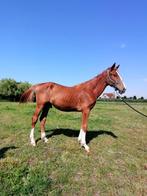 Veelbelovende jaarling hengst, Dieren en Toebehoren, Springpaard, Gechipt, Niet van toepassing, 0 tot 2 jaar