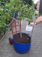 grote vijgen boom, Tuin en Terras, Planten | Bomen, Ophalen