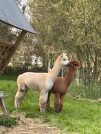 Alpaca hengst, Dieren en Toebehoren, April, Mannelijk