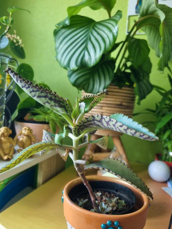 Stekjes mother of thousand, Huis en Inrichting, Kamerplanten, Minder dan 100 cm, Groene kamerplant, Ophalen