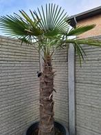 Winterharde palmboom in grote pot, Tuin en Terras, Ophalen, Palmboom