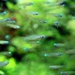 Hobbyaquarium  Afrikaans Blauwoogje 23/24j anuari AANBIEDING, Dieren en Toebehoren, Vissen | Aquariumvissen, Vis, Zoetwatervis