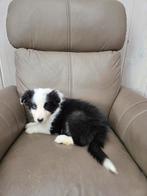 Border collie pup, Dieren en Toebehoren, Honden | Herdershonden en Veedrijvers, België, Fokker | Hobbymatig, Reu, CDV (hondenziekte)