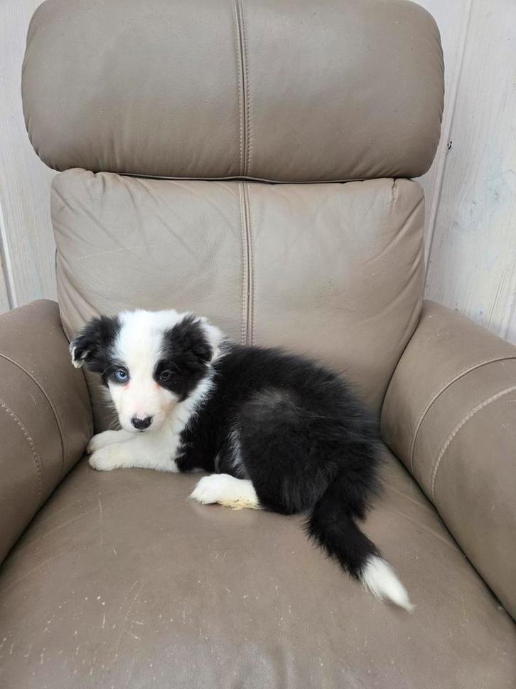 Border collie pup, Animaux & Accessoires, Chiens | Bergers & Bouviers, Chien (mâle), Colley, Éleveur | Loisir, Un chien, Belgique