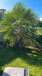 Palmboom, Tuin en Terras, Ophalen, Najaar, Volle zon, Wortelstok