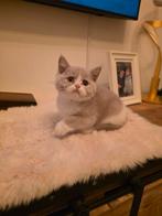 Chatons British Shorthair à  – Chatterie Al Samarrai, Brux, Chat, Avec pedigree, 3 à 5 ans