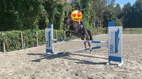 D pony te huur / halve stal, Dieren en Toebehoren, Pony's