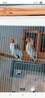 Te koop koppel majoor putters met kooie, Dieren en Toebehoren