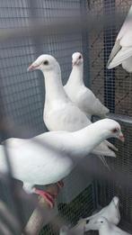 Witte postduiven, Dieren en Toebehoren, Vogels | Duiven, Meerdere dieren, Postduif