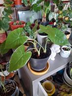 alocasia gageana, Huis en Inrichting, Ophalen of Verzenden, In pot