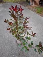 Photinia - Red robin' - glansmispel, Ophalen, Siergrassen