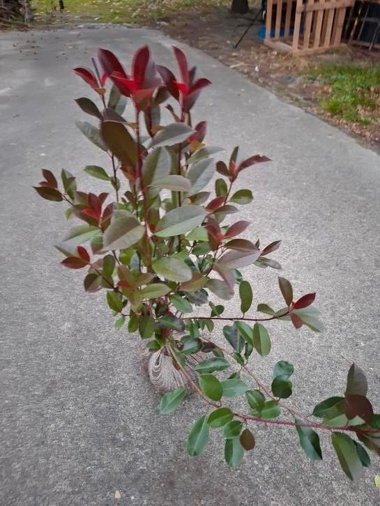 Photinia - Red robin' - glansmispel, Tuin en Terras, Planten | Tuinplanten, Siergrassen, Ophalen