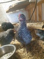 3 mooie handtamme haantjes ( cochin kriel, leghorn ), Mannelijk, Kip