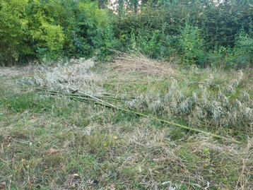 Gesnoeide grote bamboestokken GRATIS beschikbaar voor biedingen