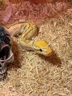 2X ball python, Slang, 0 tot 2 jaar