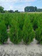Thuja plicata 'Atrovirens', Ophalen