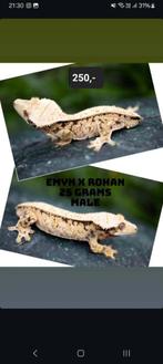 1.0 Extreme Tricolor wimpergekko man, Dieren en Toebehoren, Reptielen en Amfibieën, Hagedis, Tam, 0 tot 2 jaar