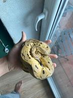 Python reguis banana het clown  + terrarium equipé, Dieren en Toebehoren, Slang, Met terrarium, 3 tot 6 jaar
