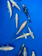 Japanse koi, Dieren en Toebehoren, Vissen | Vijvervissen