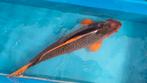 Hi Asagi / Hi Matsuba 70cm koi. Gekocht als tosai HQ Hi Asag, Karper of Koi