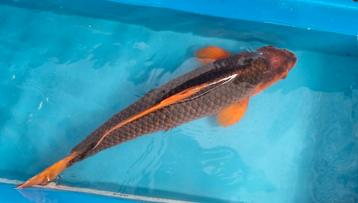 Hi Asagi / Hi Matsuba 70cm koi. Gekocht als tosai HQ Hi Asag, Carpe ou Koï